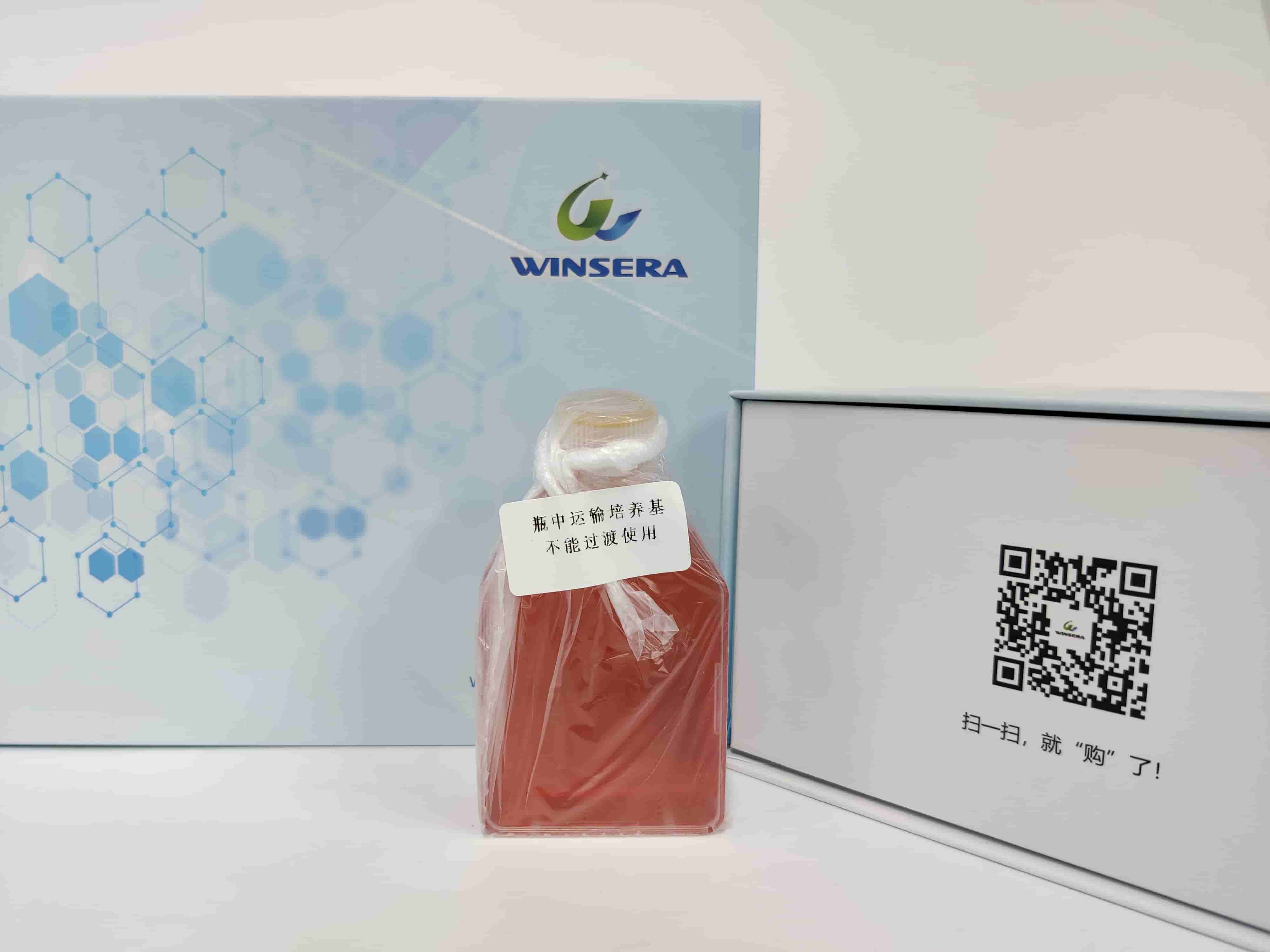 小鼠原代肠微血管内皮细胞 